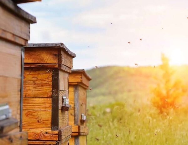 Rental Bee Hive